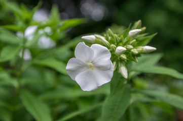 Obraz na płótnie Canvas Phlox paniculata beautiful flowering plant, white flowers in bloom