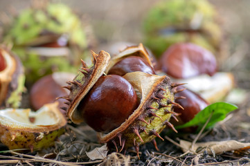 Aesculus hippocastanum, brown horse chestnuts, conker tree ripened fruits on the ground