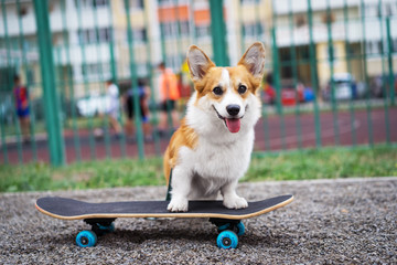 Joyful dog welsh corgi pembroke riding a skateboard on the street