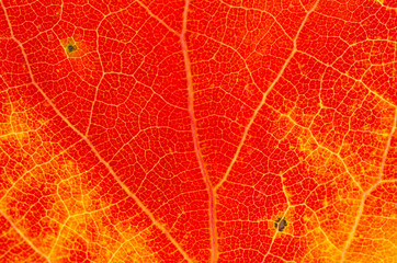 Obraz na płótnie Canvas Background from a colorful aspen leaf