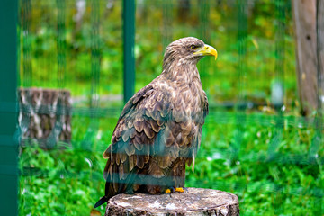 Big eagle in the zoo.