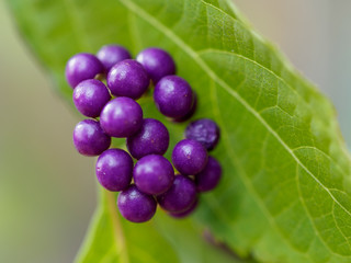 Beautyberry