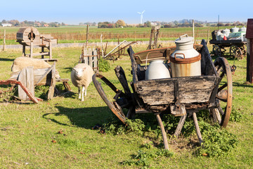 Obraz premium Schaf und Milchkarren auf der Weide