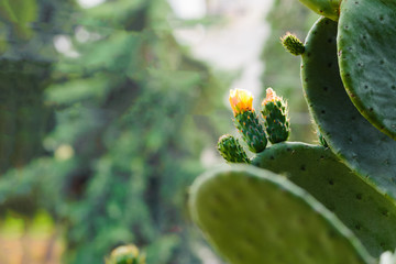  a huge cactus in a park on the shores of the Mediterranean, blooms with small yellow flowers