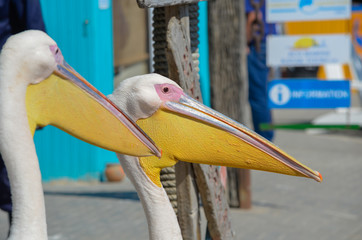 Pelican