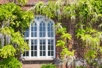 Wisteria with white, purple scented pendants of flowers drape from the branches in a beautiful floral display, on a house red brick wall next to ornamental window,