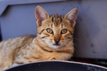 Katzenbaby