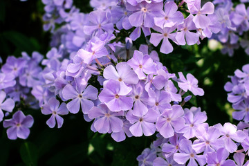 Fototapeta premium branch of lilac