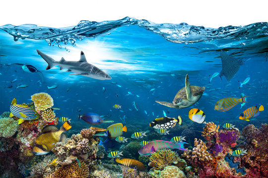 Fototapeta podwodny raj tło rafa koralowa przyrody natura kolaż z rekinem manta promień żółw morski kolorowe ryby z falą z przodu na białym tle