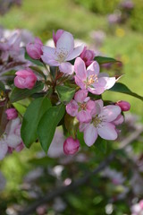 pink flowers in the garden