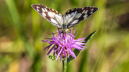 Macro of a butterfly of the marbled white on a flower