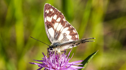 Macro of a butterfly of the marbled white on a flower