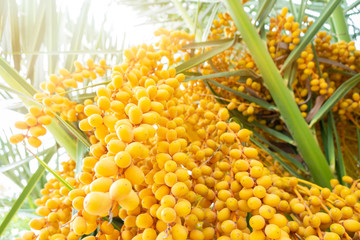 Palm tree with fruits on a background of azure sky