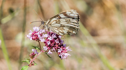 Macro of butterfly of the marbled white on flower