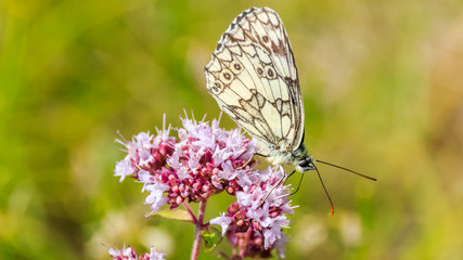 Macro of butterfly of the marbled white on flower