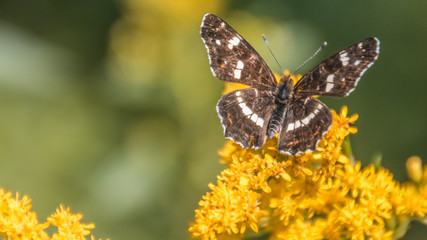 Macro of map butterfly on flower
