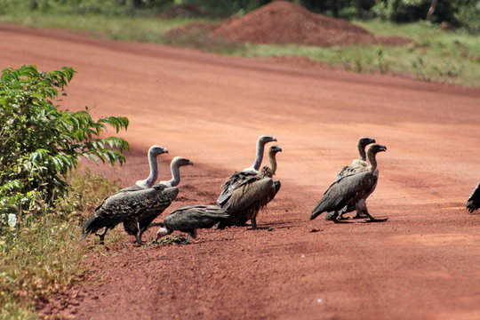 afrcan vultures