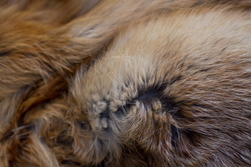 Classy and luxurious red fox fur