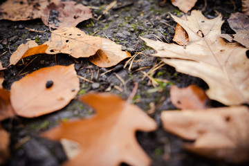 Gefallene Blätter