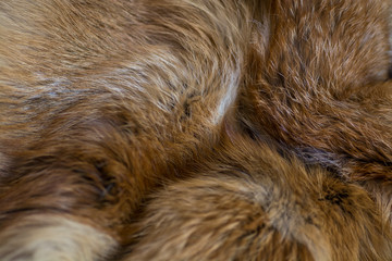 Classy and luxurious red fox fur