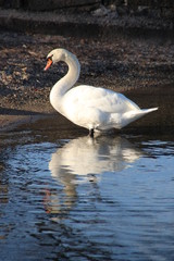 Speiglein, Spieglein an der Wand, wer ist die Schönste im ganzen Land