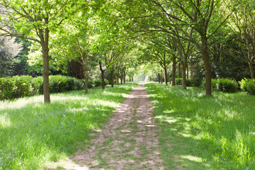 Fototapeta premium Walking path between green trees, grass with wildflowers in a park, on a spring day .
