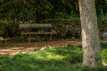 Fototapeta premium park outdoor space for walking and rest with trees grass, empty trail and poor wooden bench