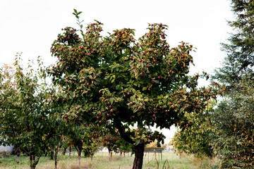 Tree of medlar