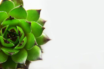 Top view of sempervivum succulent plant or houseleek