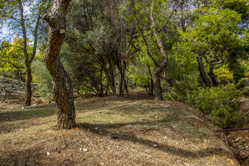 soft focus south dry park nature landscape