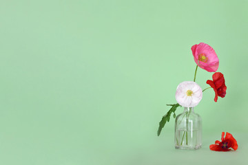 Poppy flowers in vase with copy space