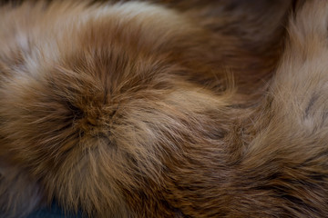 Classy and luxurious red fox fur