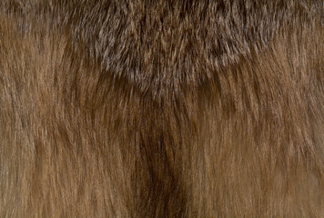 Classy and luxurious red fox fur