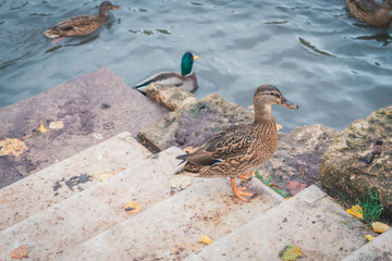 Ducks at the lake in the fall on the stairs