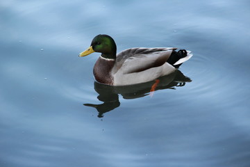 canard