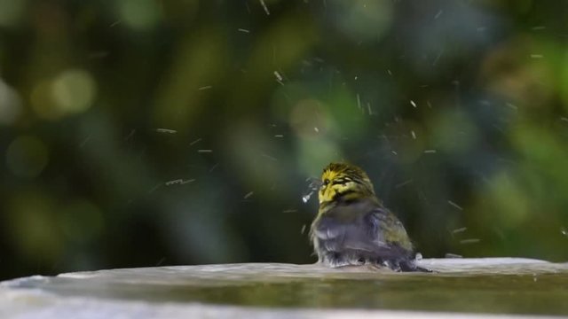 HD video of one Townsends warbler bathing in a bird bath, shallow depth of field. 