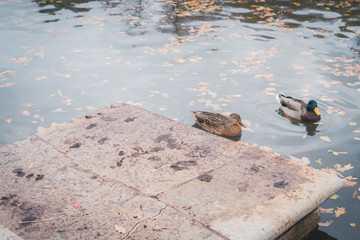 Ducks at the lake in the fall on the stairs
