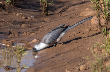 A grey Lori Or Go Away Bird drinking