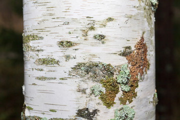 The bark of a white birch tree is closely photographed