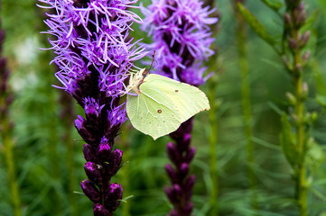 Common Brimstone (Gonepteryx rhamni) in a natural habitat