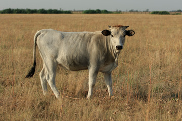 White cow of 