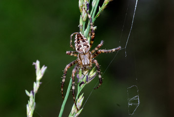  Orb-weaver spider (Araneus quadratus)