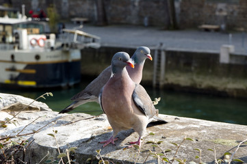 Fototapeta premium Couple of doves on a wharf of Seine river, Paris