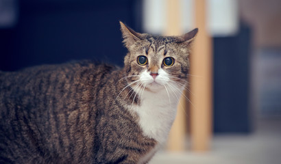 Portrait of an ordinary striped cat.
