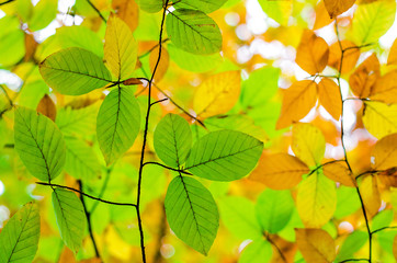 Beautiful fall foliage background