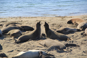 Fototapeta premium seal kiss