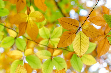 Naklejka na ściany i meble Fall background - colorful leaves on a tree