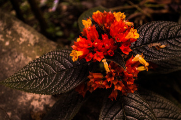 autumn leaves in the garden