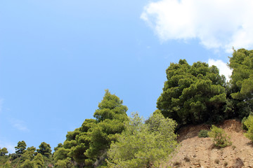 Mediterranean pine trees with blue sky and white clouds background