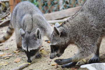 Raccoons eating their food